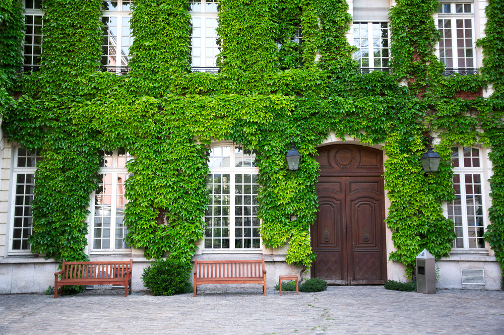 du lierre sur une façade